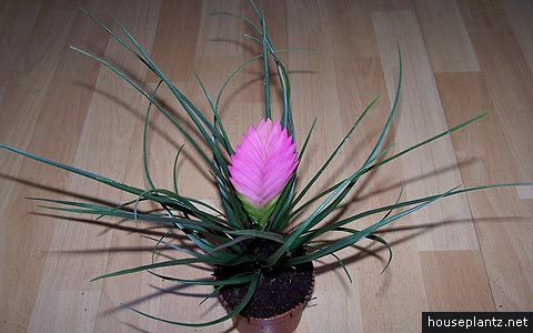 tillandsia cyanea can be propagated with offsets