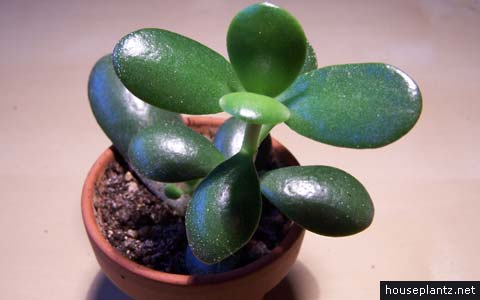 jade-plant-crassula.jpg