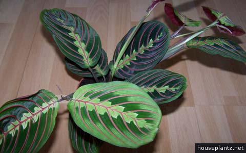 http://houseplantz.net/wp-content/uploads/2008/09/maranta-leuconeura.jpg