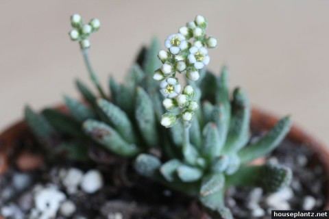 crassula ausensis crassula ausensis