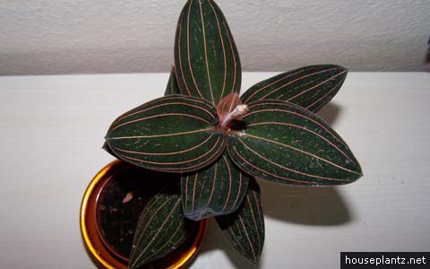 Ludisia Discolor Jewel Orchid