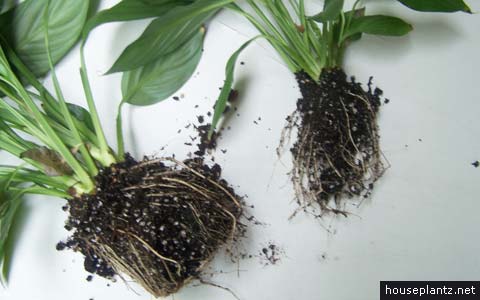 peace lily (spathiphyllum wallisii)