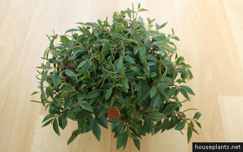 peperomia “bibi” – radiator plant