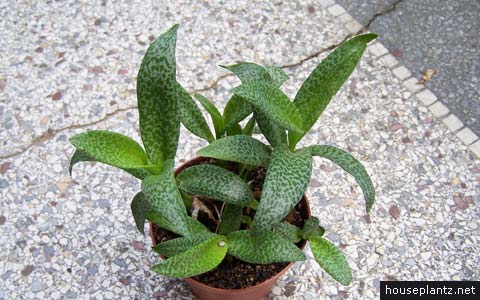 Ledebouria socialis