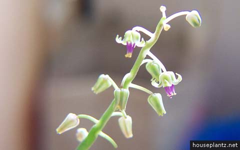 Silver Squill