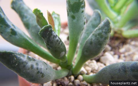 Adromischus cooperi