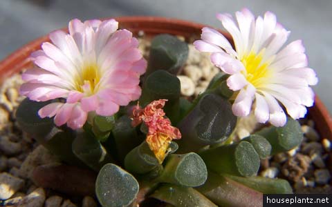 Frithia humilis