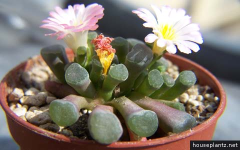 Frithia humilis