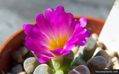 Frithia pulchra 3