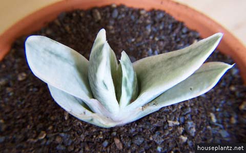 Gasteria carinata Variegata 1