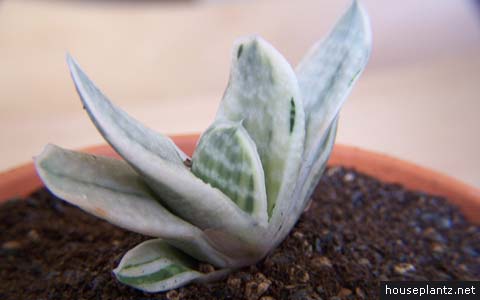 Gasteria carinata Variegata