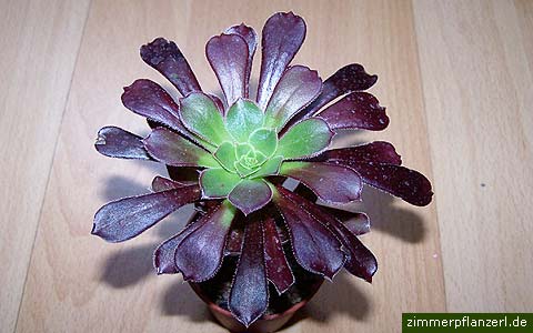 aeonium arboreum