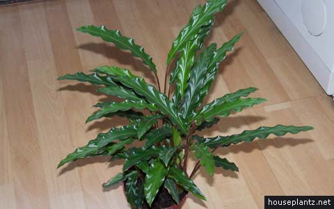 calathea rufibarba