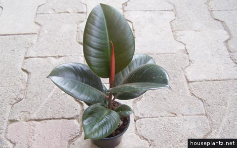 ficus elastica rubber fig