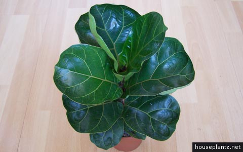 ficus lyrata fiddle leaf fig