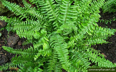 nephrolepis exaltata sword fern