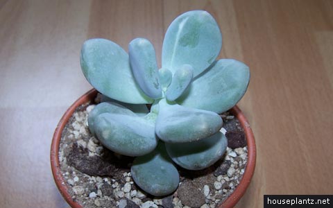 pachyphytum-oviferum