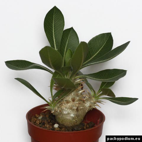 pachypodium densiflorum