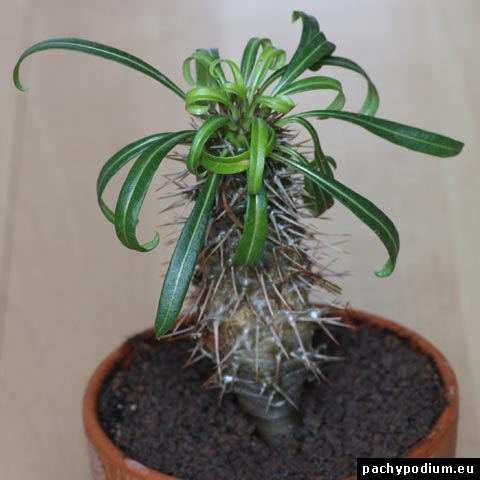 pachypodium lamerei