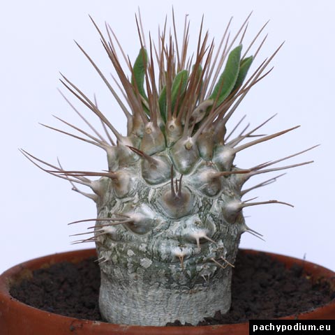 pachypodium namaquanum