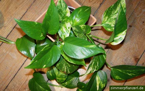 pothos epipremnum aureum