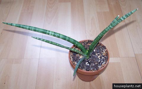 sansevieria cylindrica patu