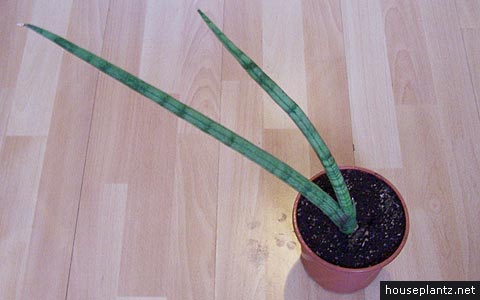 sansevieria cylindrica skyl