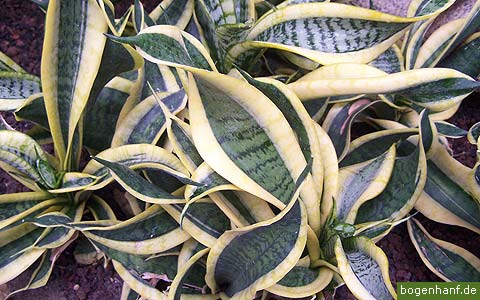 sansevieria trifasciata 04