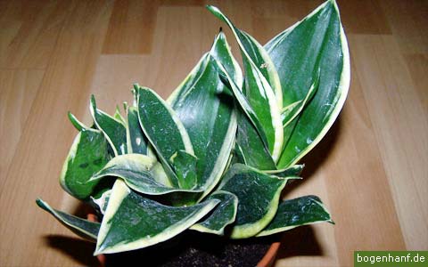 sansevieria trifasciata 05