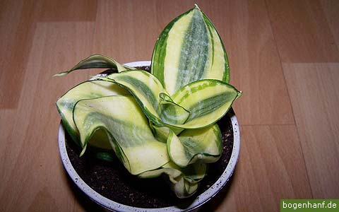 sansevieria trifasciata 06