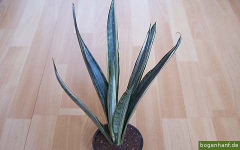 sansevieria trifasciata 07