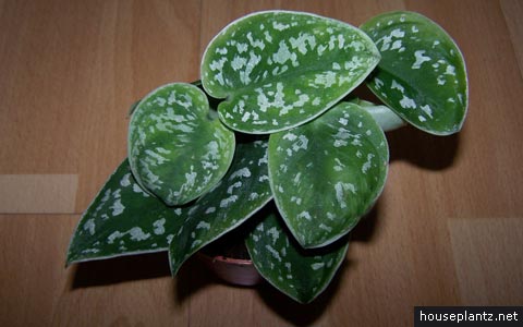 scindapsus pictus silk pothos