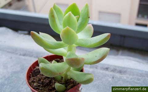 succulent house plants identification