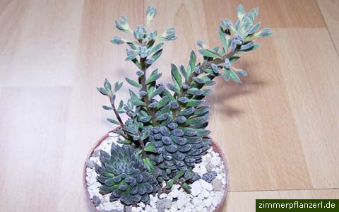 sinocrassula yunnanensis