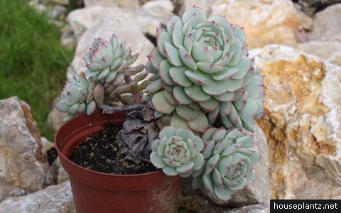 Echeveria derenbergii