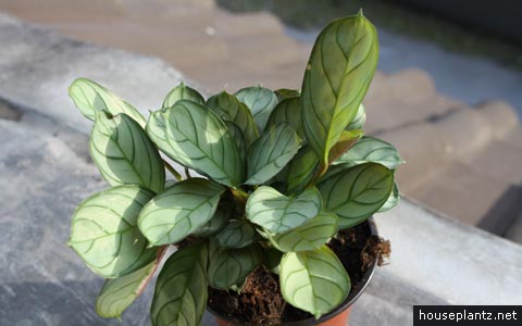 ctenanthe burle-marxii