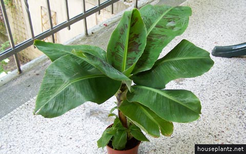 musa acuminata x  zebrina banana