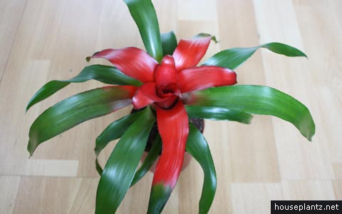 neoregelia blushing bromeliad