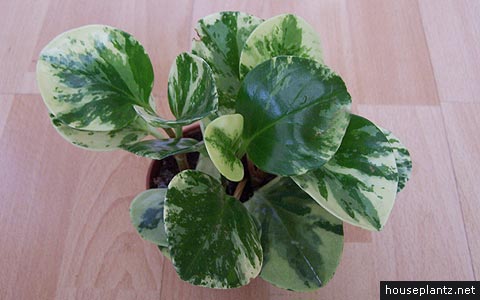 peperomia obtusifolia - baby rubber plant