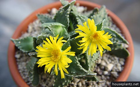 Faucaria tigrina