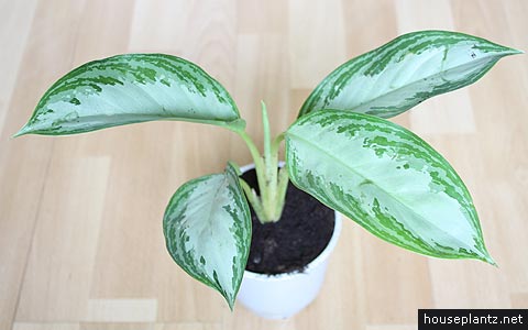 aglaonema crispum