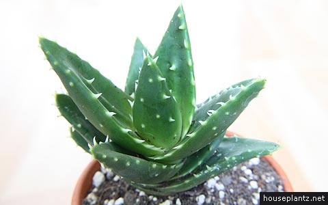 jewelled aloe distans