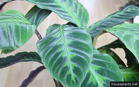 calathea warscewiczii