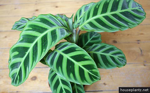 calathea zebrina