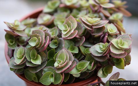 callisia repens – bolivian jew, turtle vine