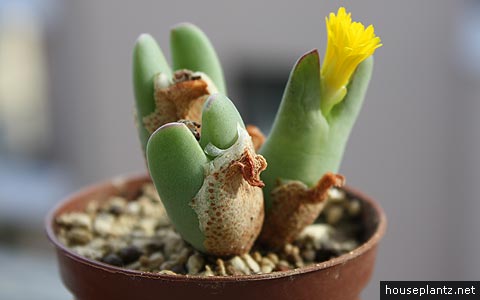 conophytum bilobum