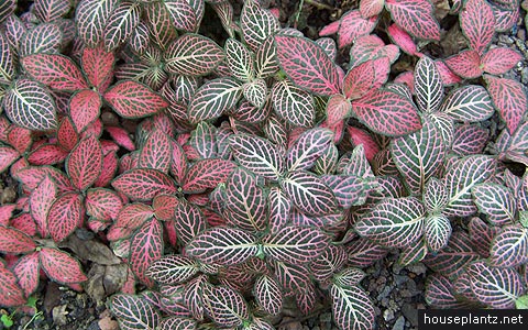 fittonia verschaffeltii