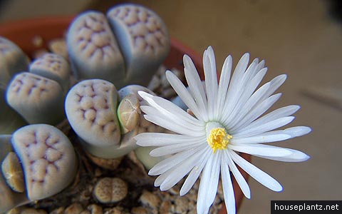 lithops karasmontana