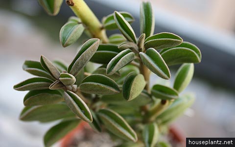 peperomia asperula