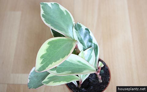 peperomia clusiifolia